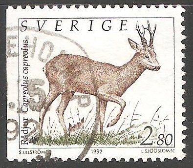 Radjur-ciervo