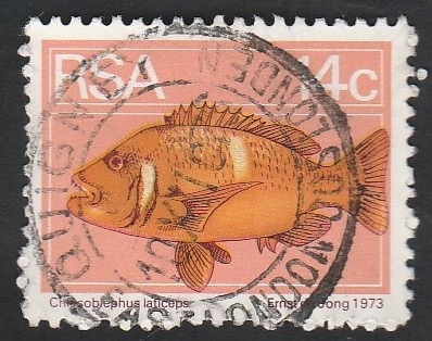 Pez, chrysobldphus laticeps