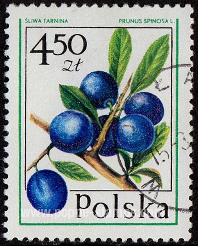 SG 2479