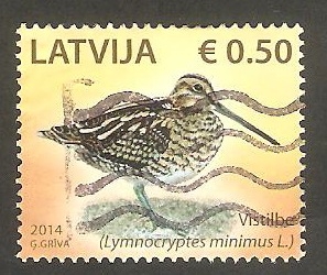 Ave lymnocryptes minimus 