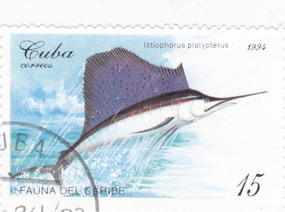 fauna del Caribe- pez espada