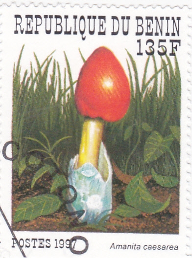 setas- amanita caesarea