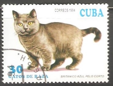 Gatos de Raza- Britanico Azul pelo corto