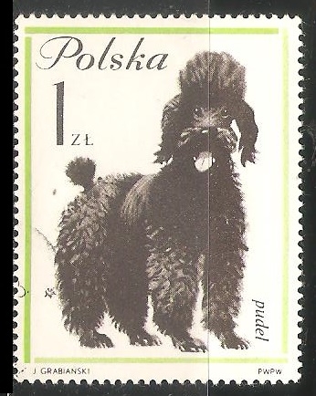 Pudel