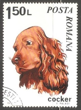 Cocker