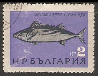 Sarda Sarda-Bonito atlántico