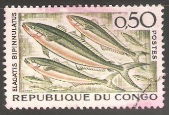 Elagatis bipinnulatus-Corredor del arco iris 