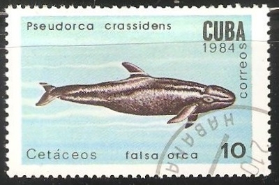Falsa orca