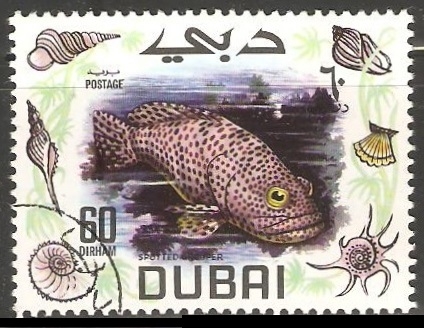 Spotted Grouper