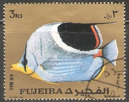 Chaetodon ephippium