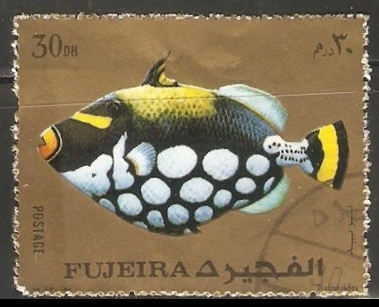 Balistoides conspicillum