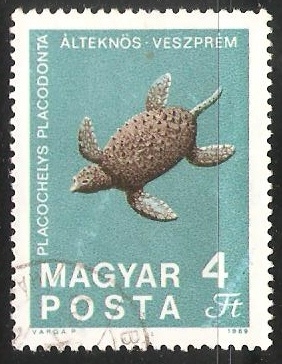 Placochelys Placodonta