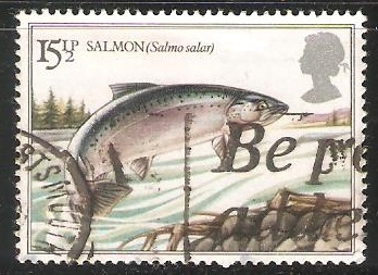 Salmon