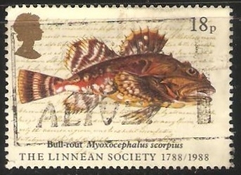 Bull rout