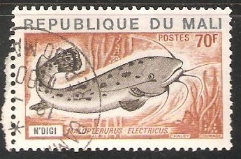 malapterurus electricus