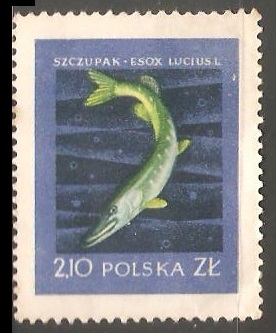Esox
