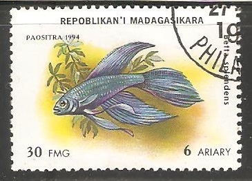 Betta splendens