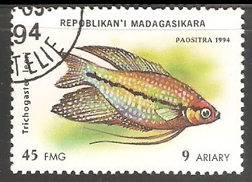 Trichogaster leeri