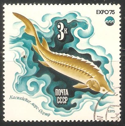 Expo 75