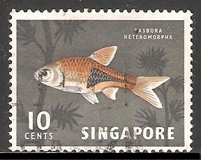 Rasbora heteromorpha-Harlequin rasbora