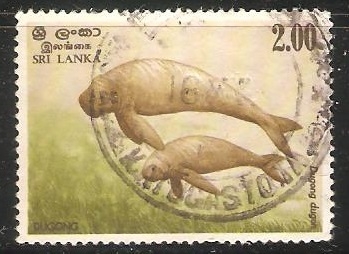 Dugong dugon-Dugongo