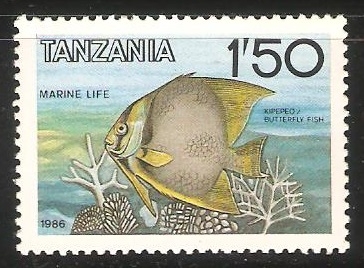 Butterfly fish