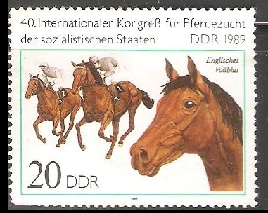  Thoroughbred-pura sangre 