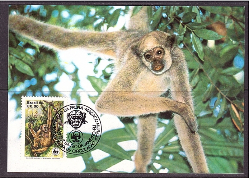WWF