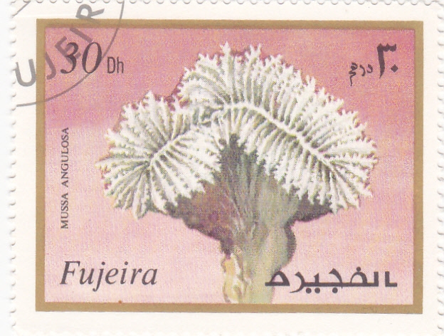 flores-FUJEIRA