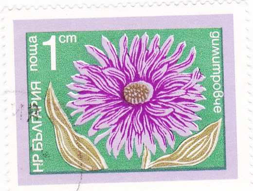 flores-