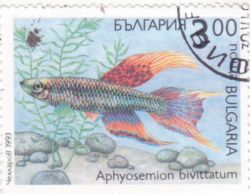 pez- aphyosemion bivittatum