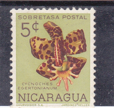 flores- cycnoches ertonianum