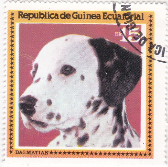 perro de raza- Dalmata