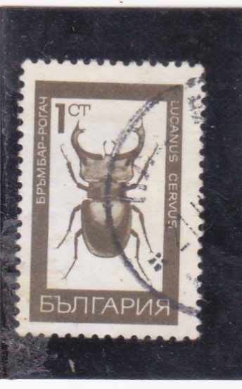 insecto- lucanus cervus
