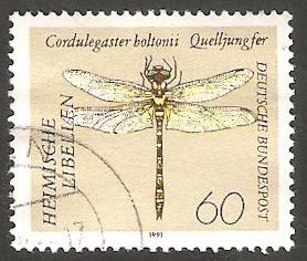 1376 - Libélula cordulegaster boltonii 