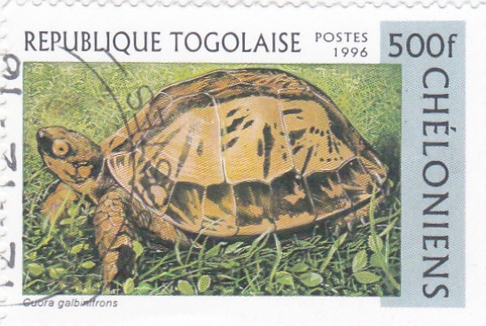 tortuga