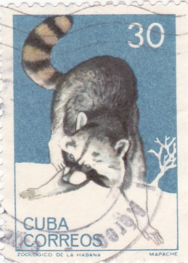 mapache