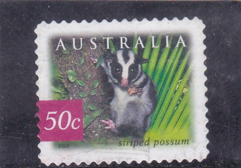 striped possum