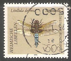 Libellula depressa