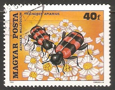 Trichodes apiarius