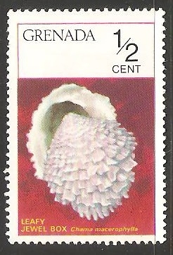 Chama macerophylla