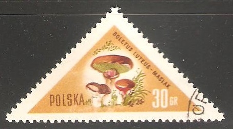 Boletus Luteus