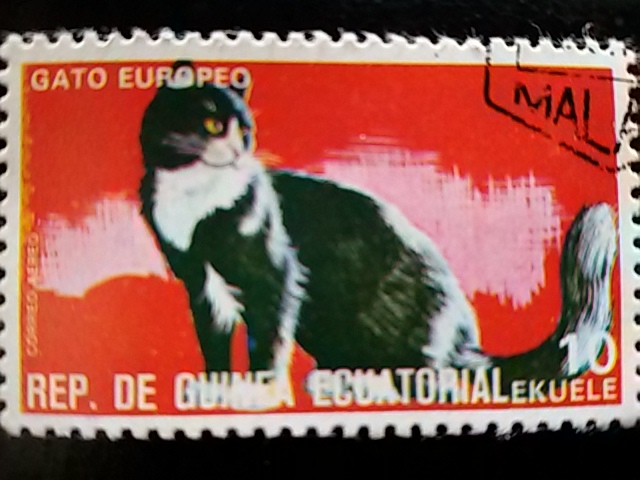 Gato europeu