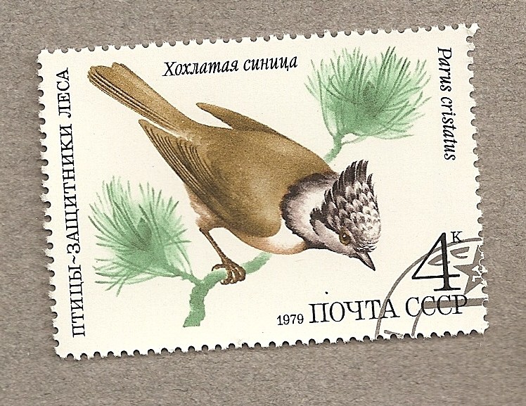 Pájaro Parus cristatus