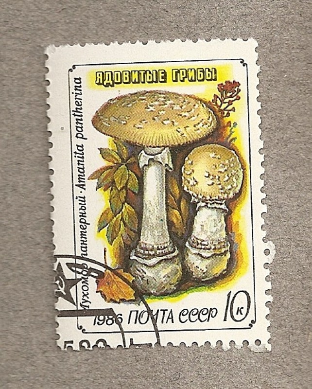 Seta Amanita pantherina