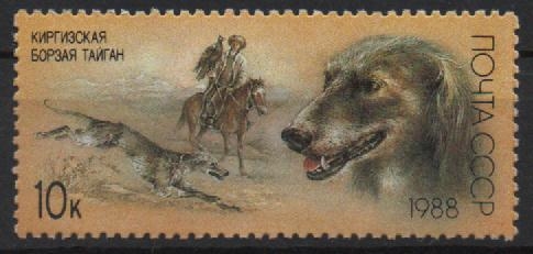GALGO  KIRGHIZ