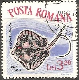 pisica de mare-Raya común   