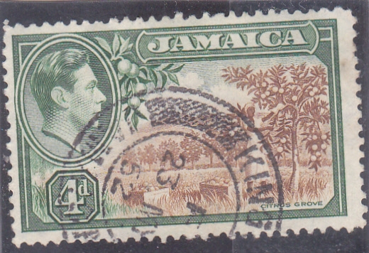 arboles cítricos