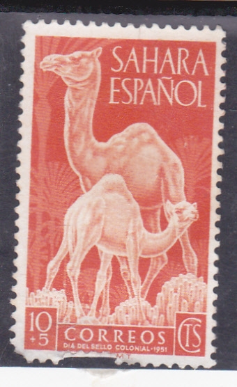 DROMEDARIOS