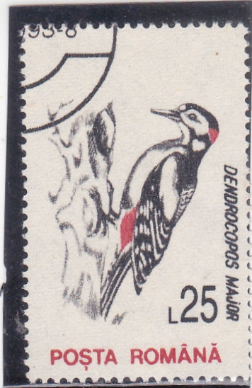 AVES-DENDROCOPOS MAJOR